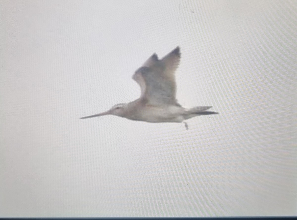 Bar-tailed Godwit - ML498982671