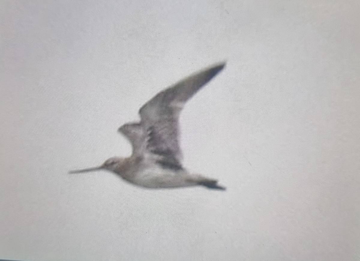 Bar-tailed Godwit - ML498982681