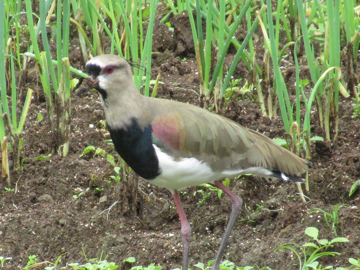 Southern Lapwing - ML498982821