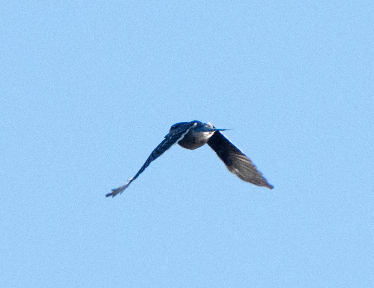 Geai bleu - ML498984201