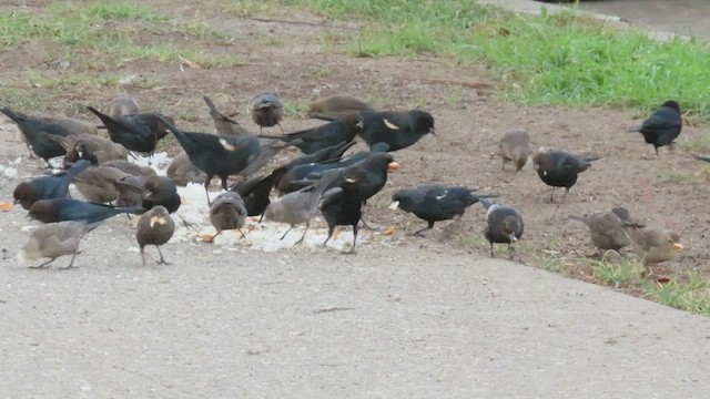 Tricolored Blackbird - ML498984511