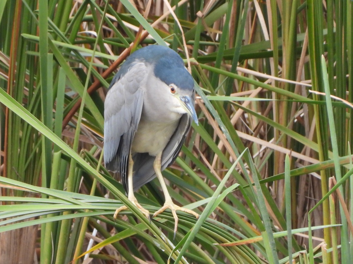 Black-crowned Night Heron - ML498984531