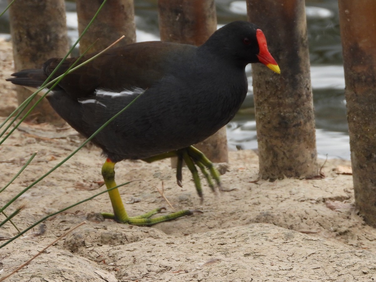 Eurasian Moorhen - ML498984821