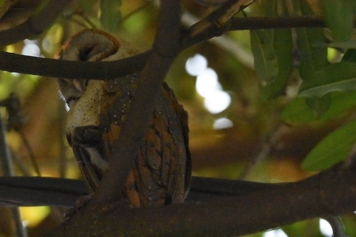 Barn Owl - ML498985191