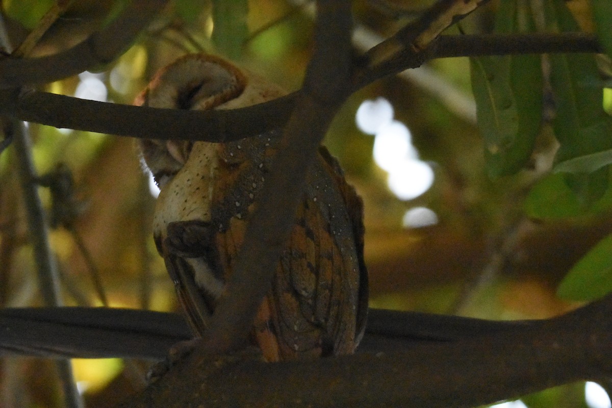 Barn Owl - ML498985211