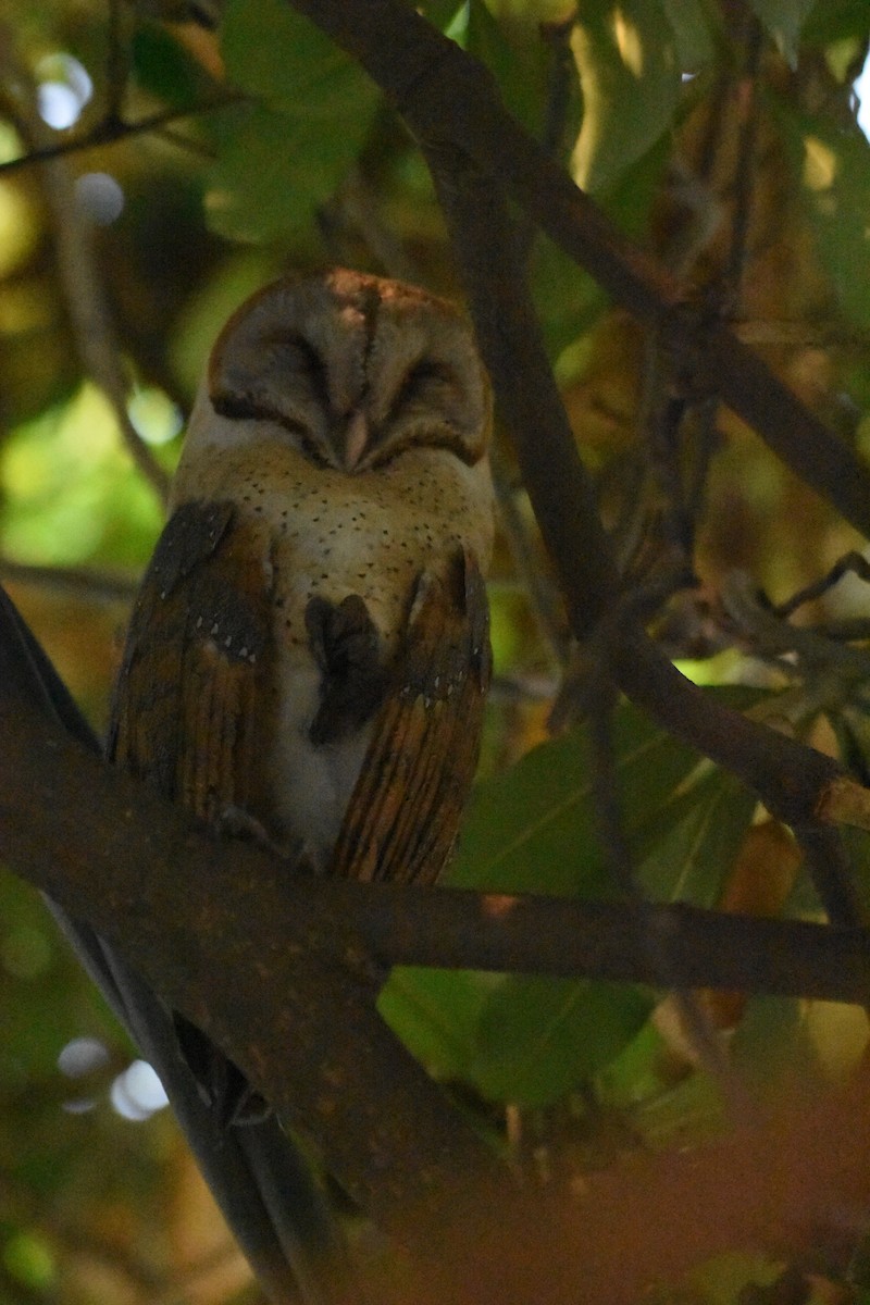 Barn Owl - ML498985221