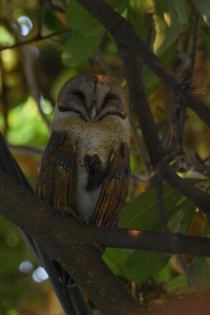 Barn Owl - ML498985241