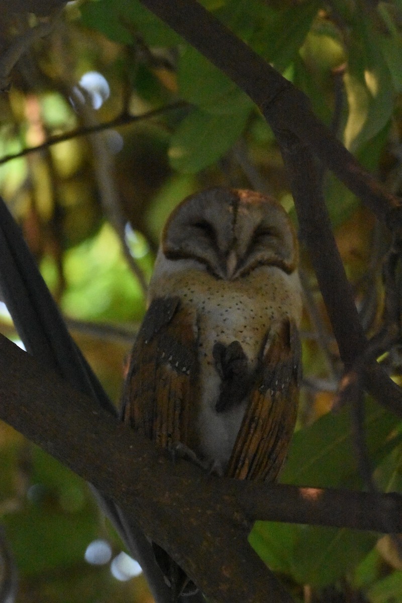 Barn Owl - ML498985251