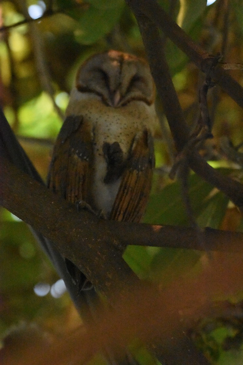 Barn Owl - ML498985271