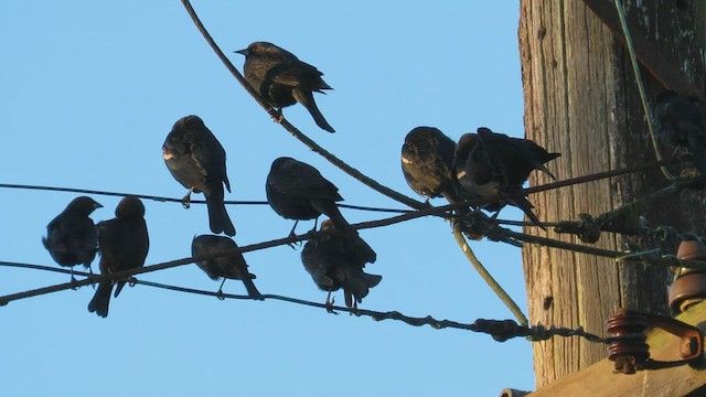 Tricolored Blackbird - ML498985381