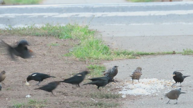 Tricolored Blackbird - ML498985391