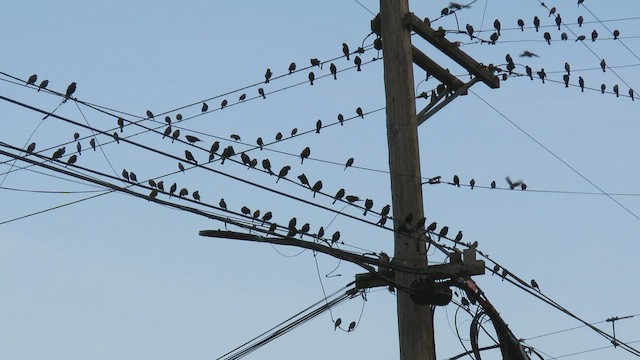 Tricolored Blackbird - ML498985421