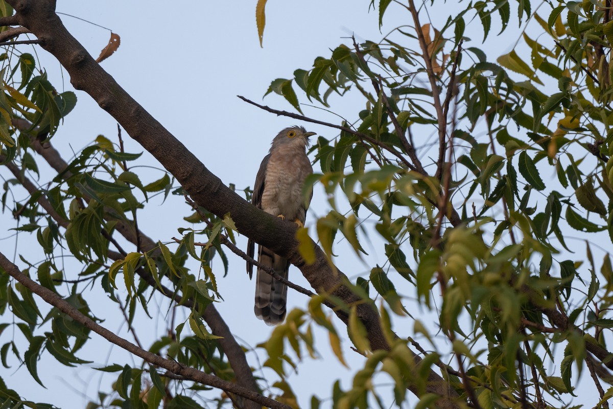 Common Hawk-Cuckoo - ML498987741