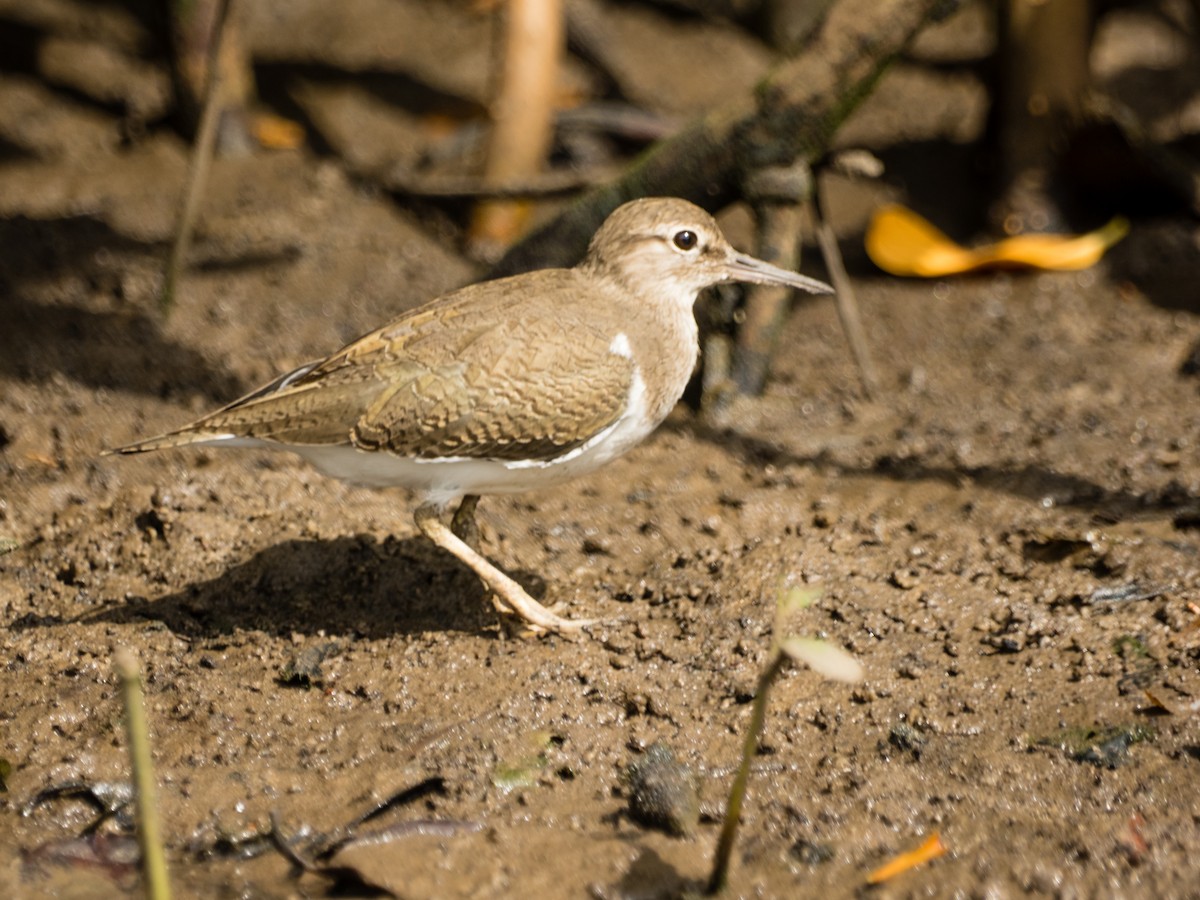 Common Sandpiper - Nick Cairns