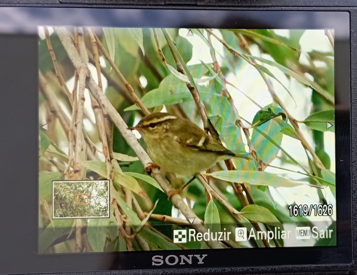Yellow-browed Warbler - ML498991011