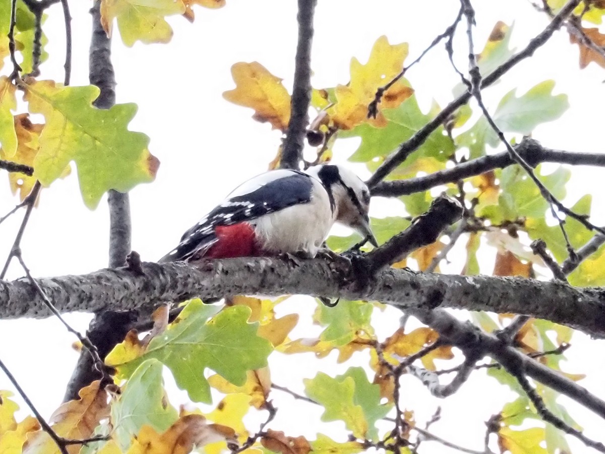 Great Spotted Woodpecker - ML498991191