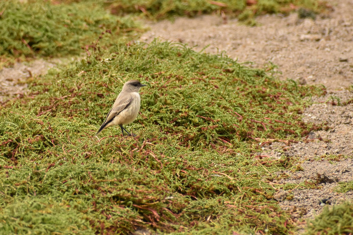 Cinnamon-bellied Ground-Tyrant - Ezequiel Racker