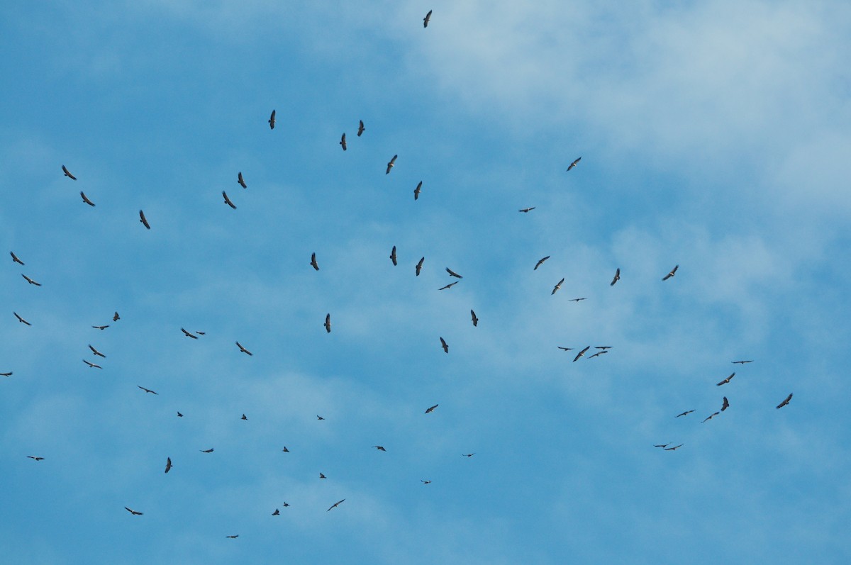 Eurasian Griffon - ML498994101