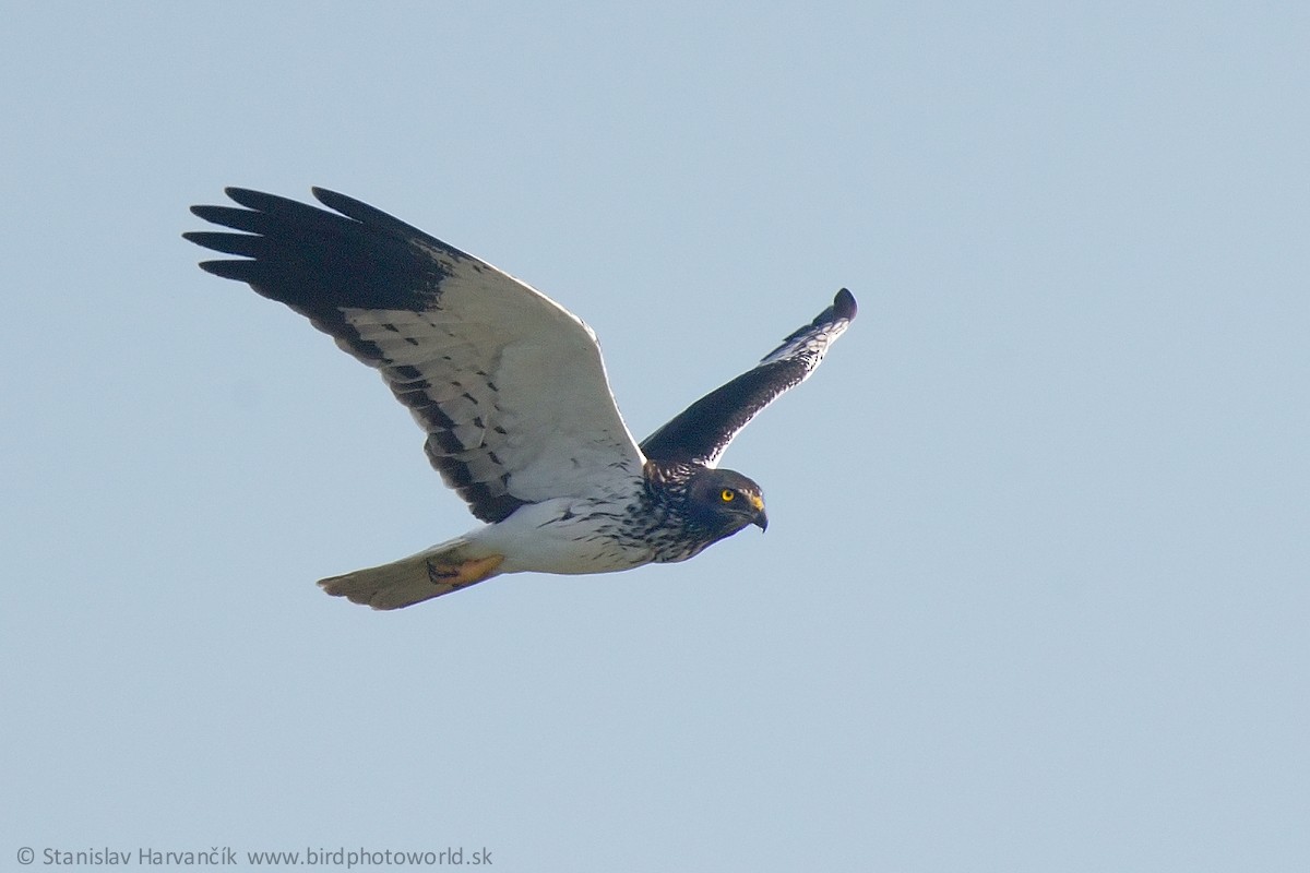 Aguilucho Lagunero de Reunión - ML498994271