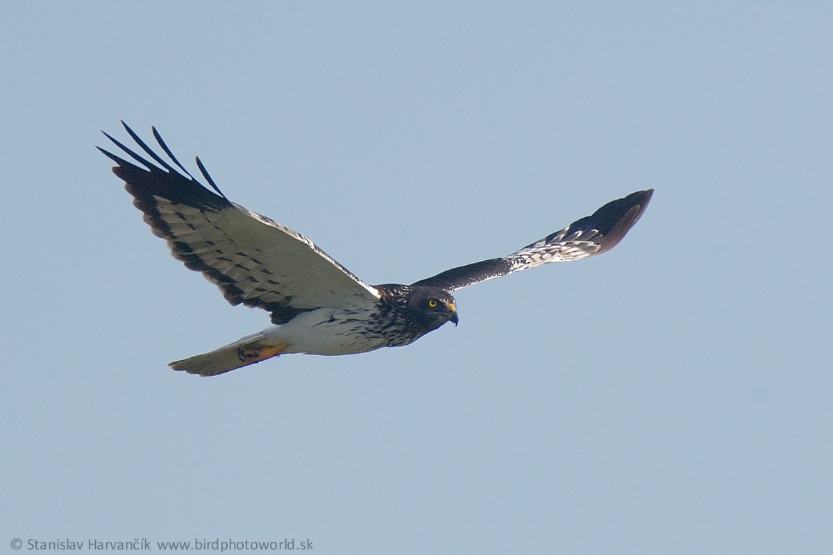 Aguilucho Lagunero de Reunión - ML498994281