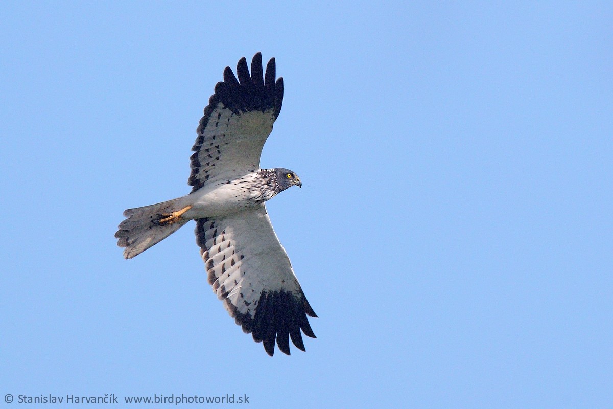 Reunion Harrier - ML498994301