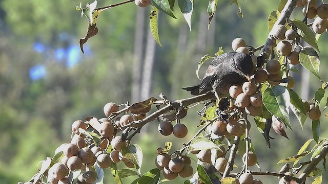 Gray-winged Blackbird - ML498994411