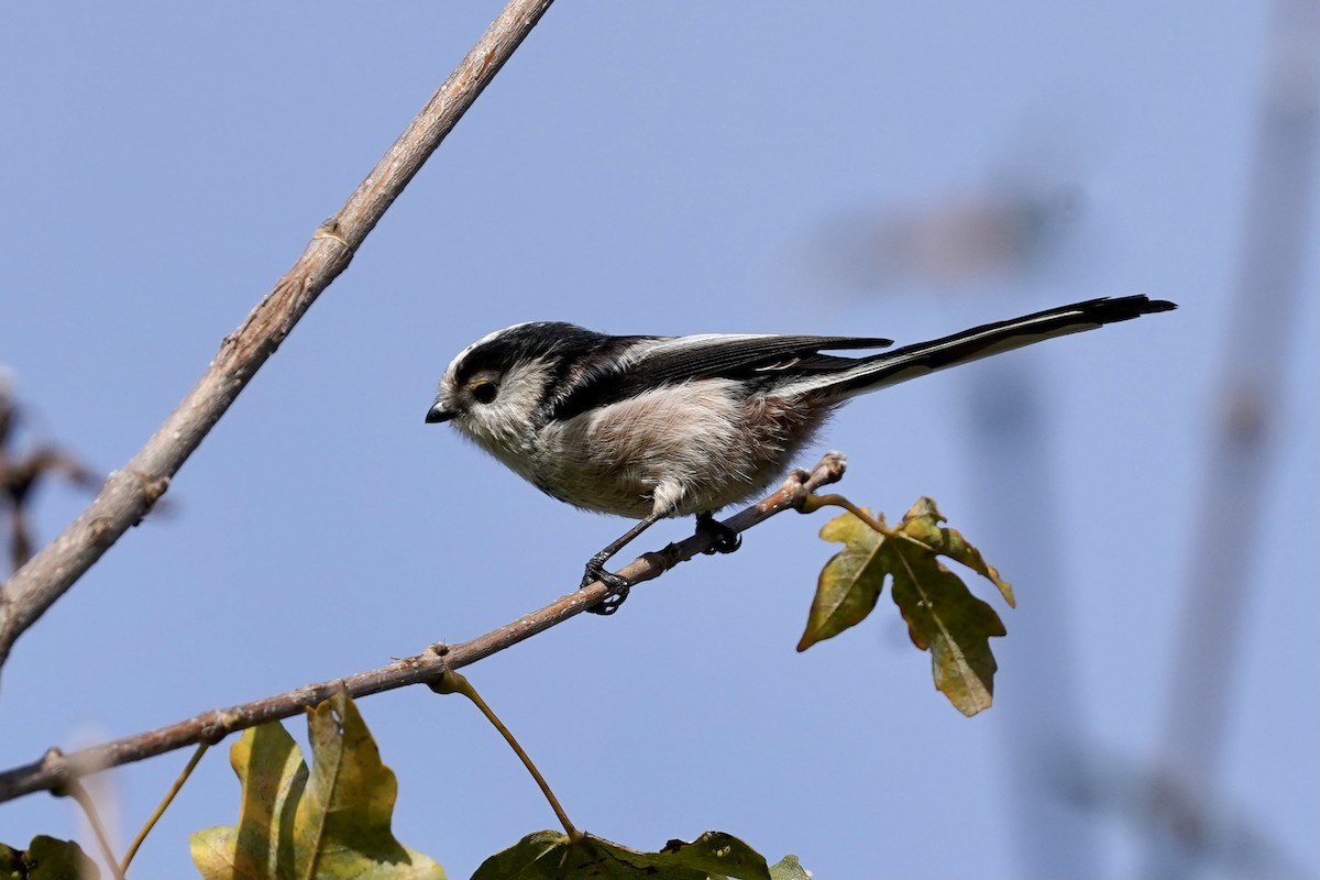 Long-tailed Tit - Daniel Winzeler