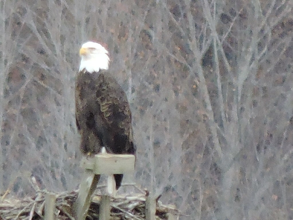 Bald Eagle - ML498994831