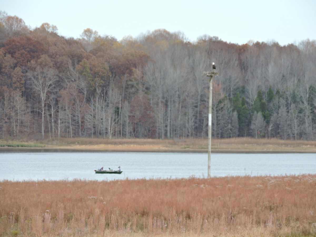 Bald Eagle - ML498994841