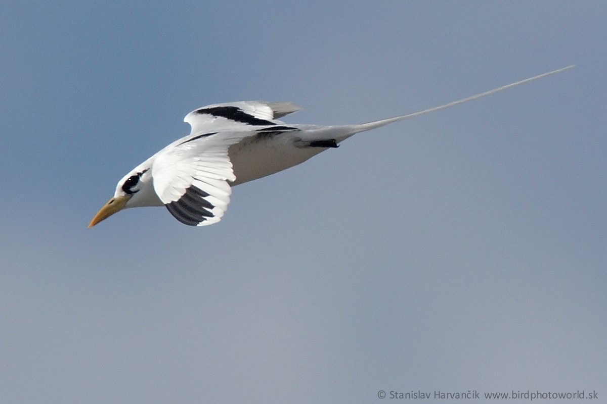 White-tailed Tropicbird - ML498996011