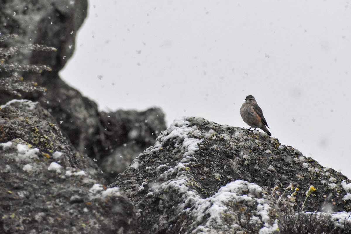 Rufous-banded Miner - ML498996601