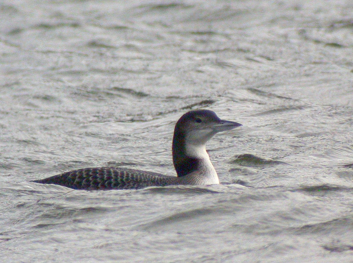 Common Loon - ML498997251