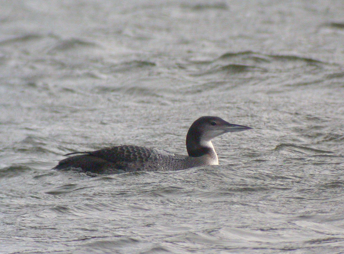 Common Loon - ML498997291