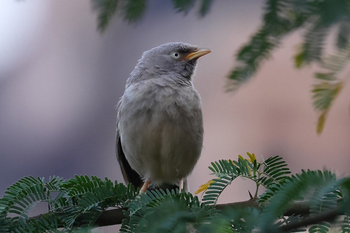 Jungle Babbler - ML498997921