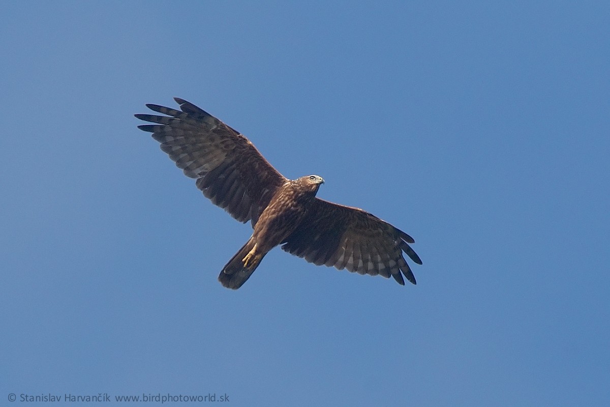 Reunion Harrier - ML498997991