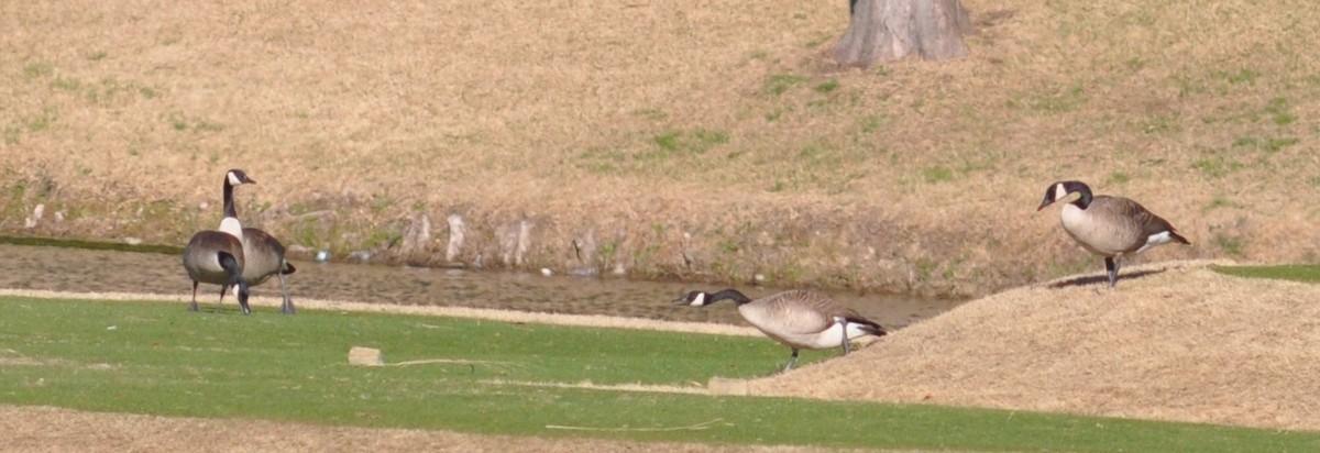 Canada Goose - ML49899801