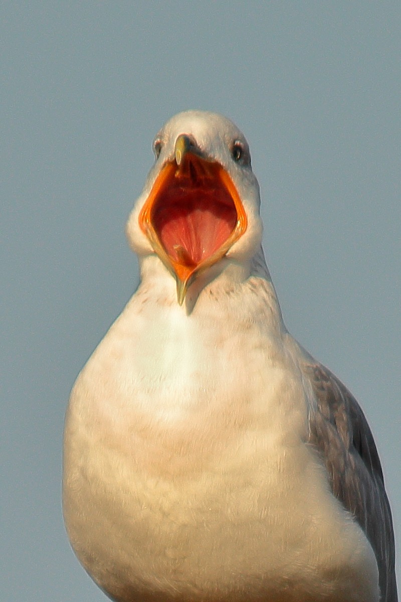 Armenian Gull - ML498998161