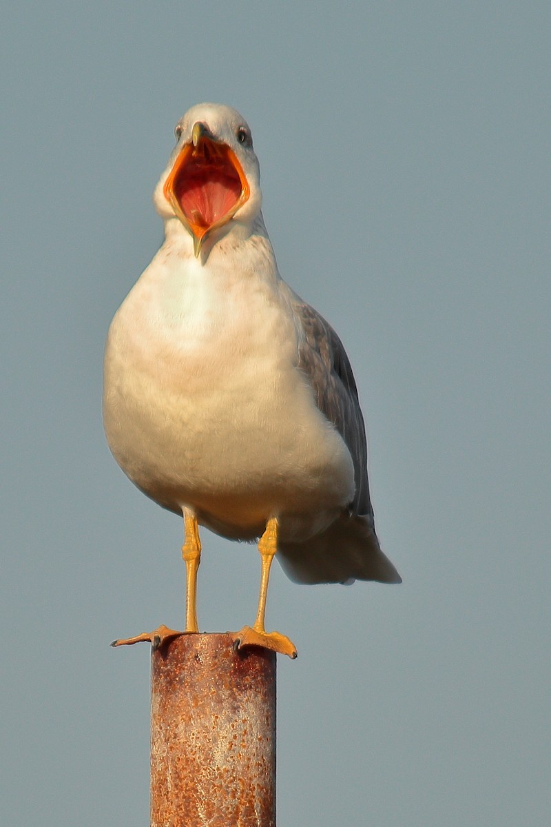 Armenian Gull - ML498998181