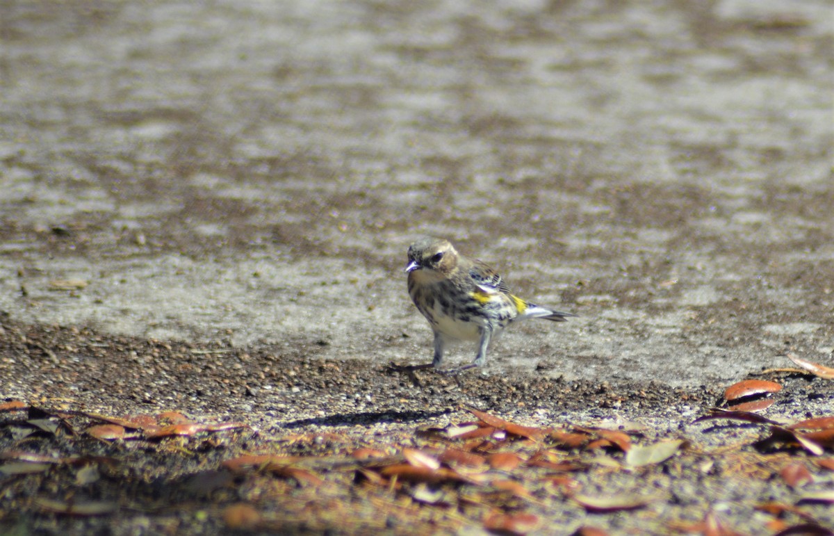 Yellow-rumped Warbler (Myrtle) - ML49899821