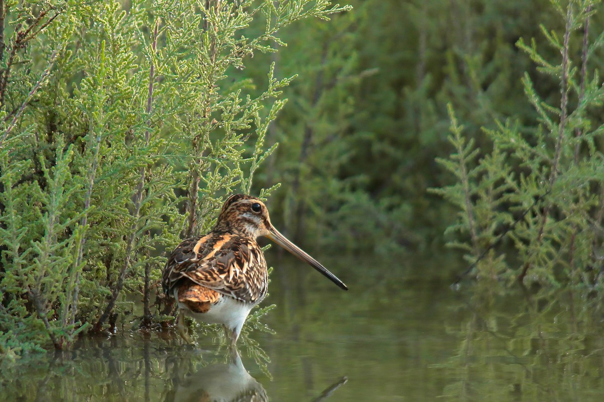 Common Snipe - ML498998371