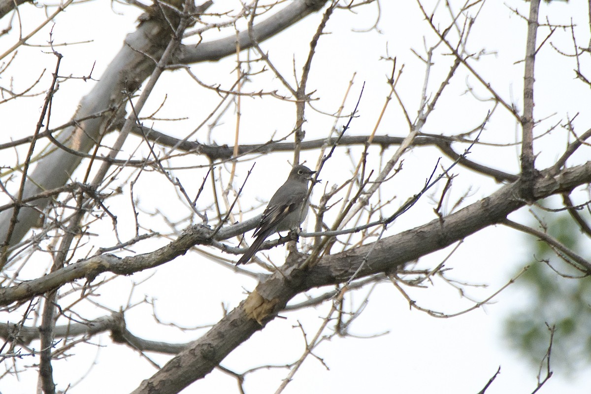 Townsend's Solitaire - ML499000611