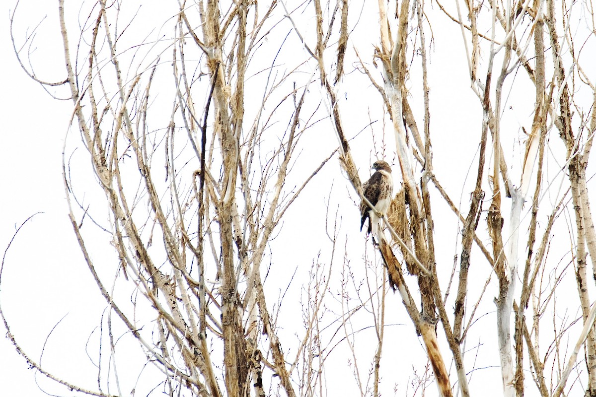 Red-tailed Hawk - ML499000991