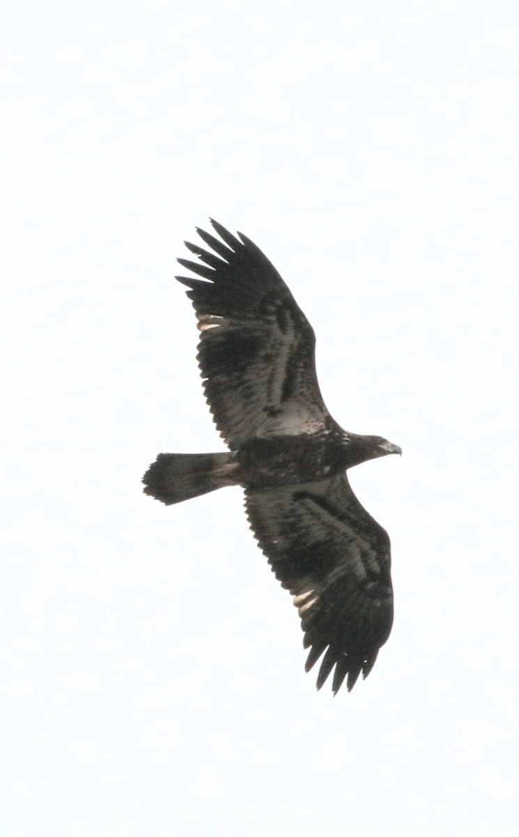 Bald Eagle - Marcus & Cheryl Morris