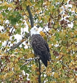 Bald Eagle - ML499001481