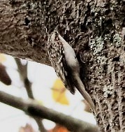 Brown Creeper - Marcus & Cheryl Morris