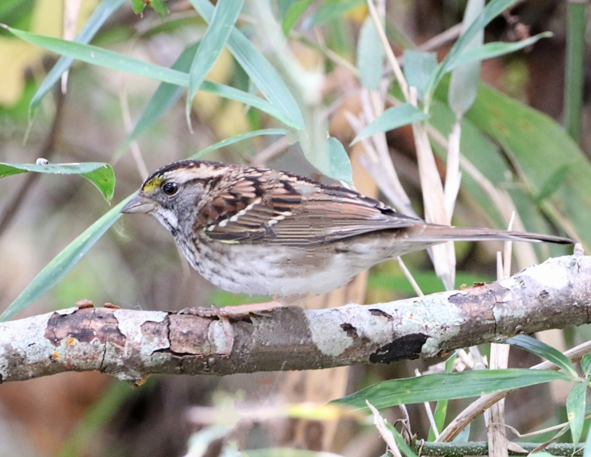 White-throated Sparrow - Marcus & Cheryl Morris