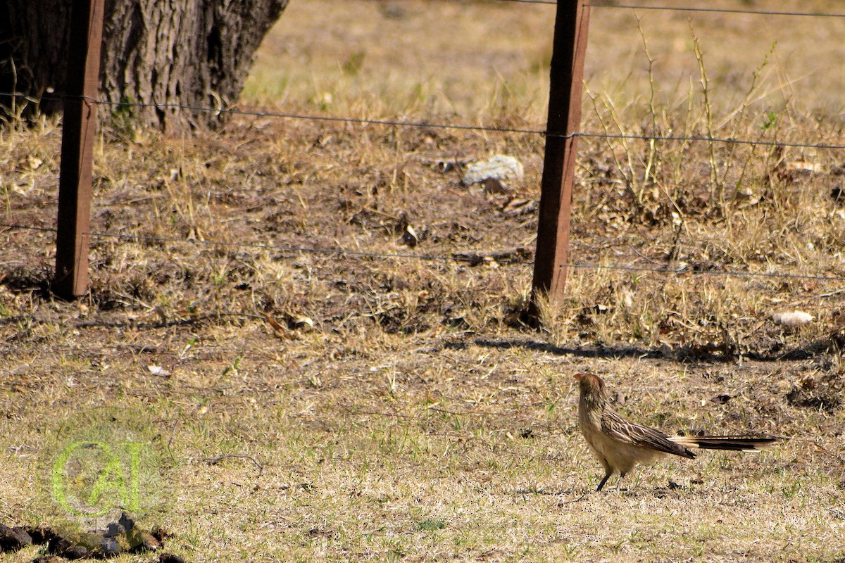 Guira Cuckoo - ML499002291