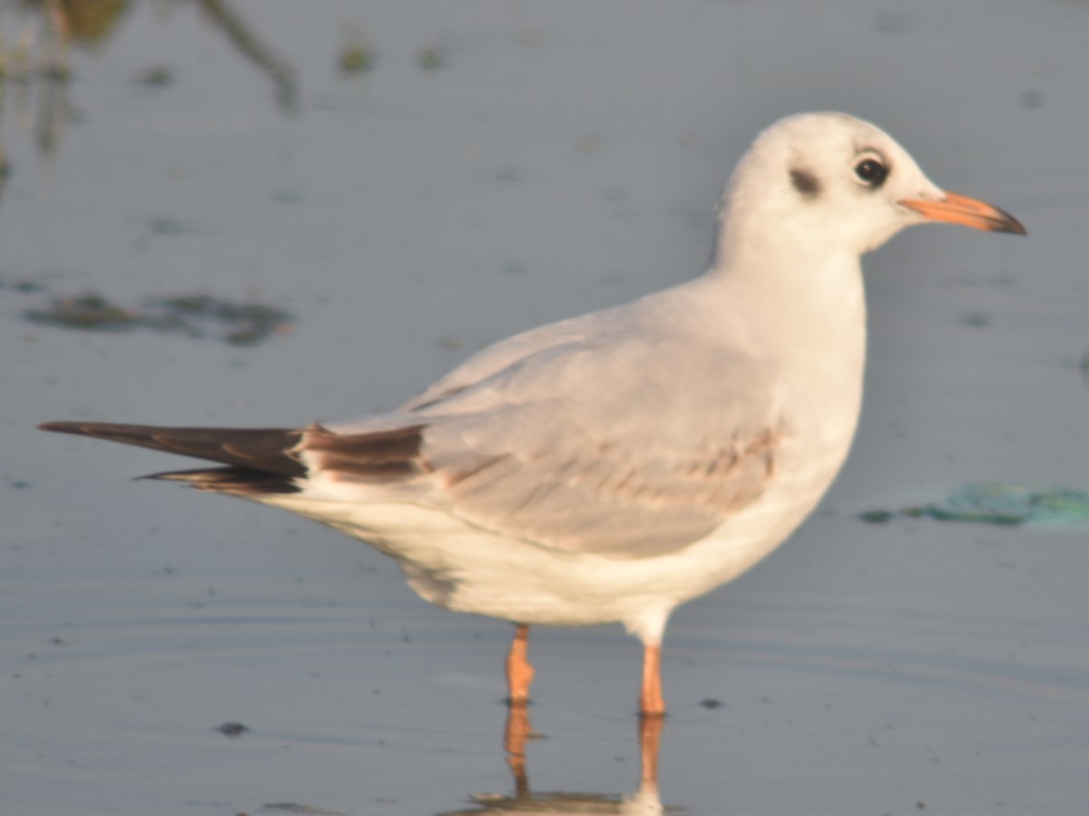 Black-headed Gull - ML499002411