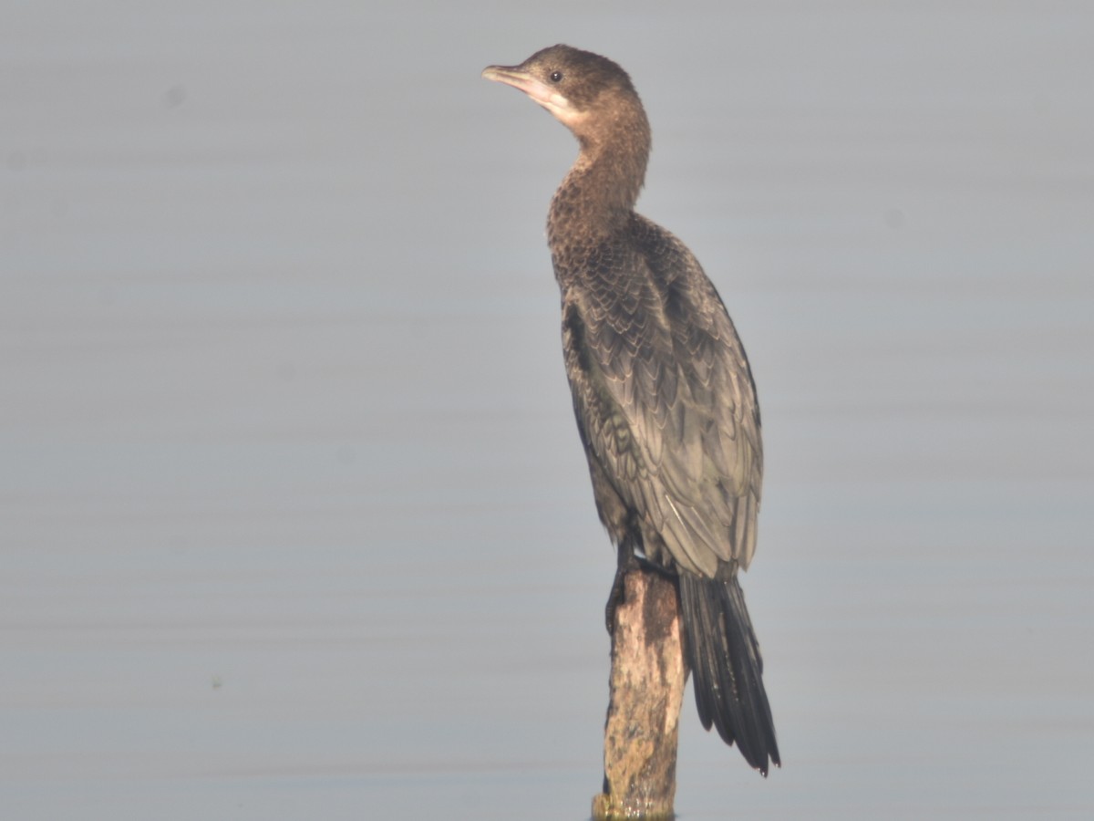 Pygmy Cormorant - ML499002641