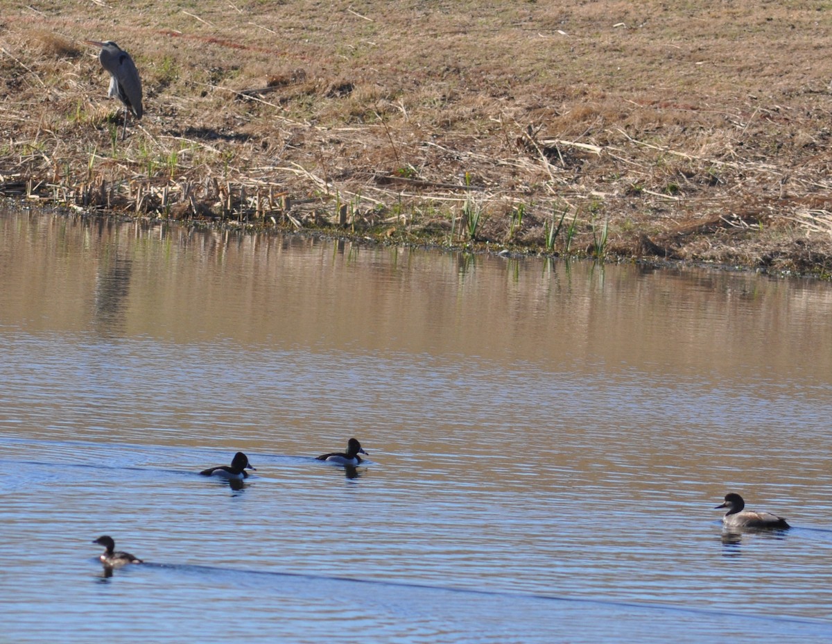 Ring-necked Duck - ML49900291